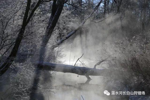 海南年味，“鸡”遇多多！